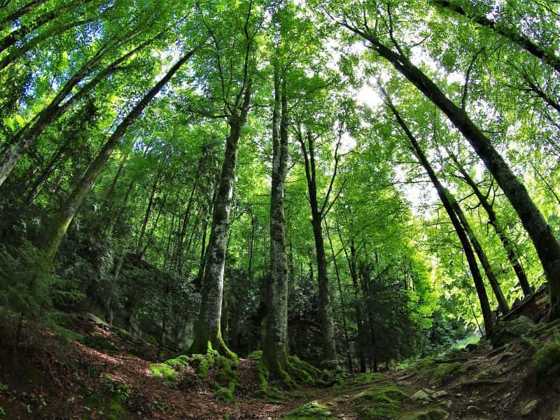 Solid hardwood flooring and environmental considerations